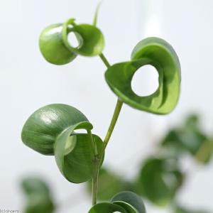 (観葉植物)大型 インテリア フィカス ベンジ...の詳細画像1