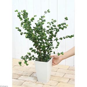 (観葉植物)大型 インテリア フィカス ベンジ...の詳細画像2