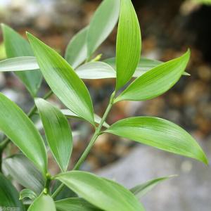 (観葉植物)ナギ(梛 竹柏) 3〜3.5号(1...の詳細画像1