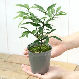 (観葉植物)ナギ(梛 竹柏) 3〜3.5号(1...の詳細画像2