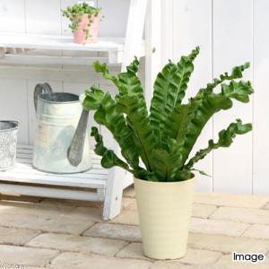 おしゃれ 観葉植物：エピフィラム レッドチップ*5号 吊り鉢 : 遊恵盆栽