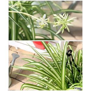 (観葉植物)オリヅルラン 吊り鉢タイプ 5〜6...の詳細画像1