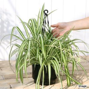 (観葉植物)オリヅルラン 吊り鉢タイプ 5〜6...の詳細画像2