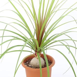 （観葉植物）トックリラン　ノリナ　６号（１鉢）