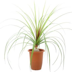 (観葉植物)トックリラン ノリナ 6号(1鉢)の詳細画像1