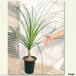 (観葉植物)トックリラン ノリナ 6号(1鉢)の詳細画像2