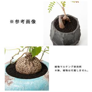 富士砂 スタンドパック 2L 火山砂礫 マルチ...の詳細画像3