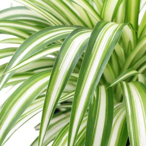 （観葉植物）オリヅルラン　３号（１ポット）