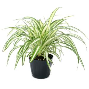 (観葉植物)オリヅルラン 3号(1ポット)の詳細画像1