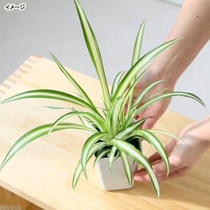 (観葉植物)オリヅルラン 3号(1ポット)の詳細画像2