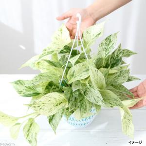 (観葉植物)ポトス マーブルクイーン 吊り鉢タ...の詳細画像1
