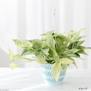 (観葉植物)ポトス マーブルクイーン 吊り鉢タ...の詳細画像2