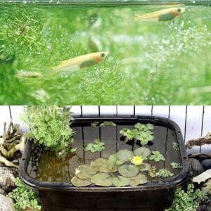 同梱不可（ビオトープ）（めだか）角型タライのビオトープセット（８０型・黒）温帯性睡蓮・黄＋ヒメダカ他　本州四国限定