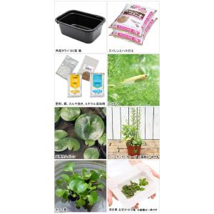 同梱不可(ビオトープ)(めだか)角型タライのビ...の詳細画像1