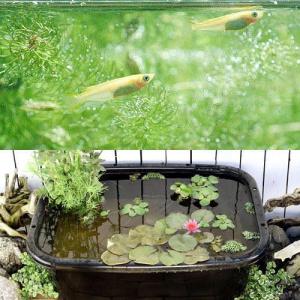 同梱不可（ビオトープ）（めだか）角型タライのビオトープセット（８０型・黒）温帯性睡蓮・桃＋ヒメダカ他　本州四国限定
