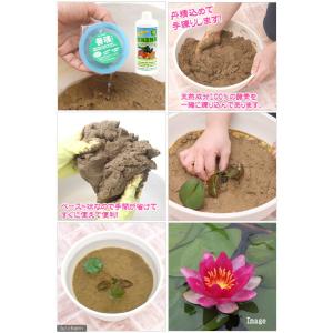 (ビオトープ)水生植物 スイレンとハスの土 ス...の詳細画像1
