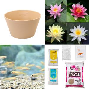 （ビオトープ）（めだか）初心者向け　睡蓮鉢で育てる　メダカ飼育セット（ベージュ）花色おまかせ温帯性スイレン＋ひめだか　説明書付　本州四国限定