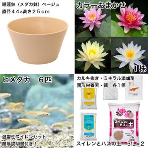 (ビオトープ)(めだか)初心者向け 睡蓮鉢で育...の詳細画像1