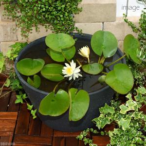 （ビオトープ）（めだか）初心者向け　睡蓮鉢で育てる　メダカ飼育セット（グレー）花色おまかせ温帯性スイレン＋ひめだか　説明書付　本州四国限定