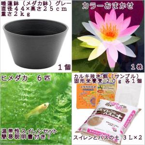 (ビオトープ)(めだか)初心者向け 睡蓮鉢で育...の詳細画像2