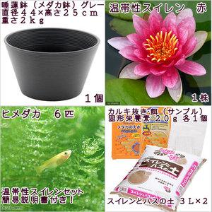 (ビオトープ)(めだか)初心者向け 睡蓮鉢で育...の詳細画像2