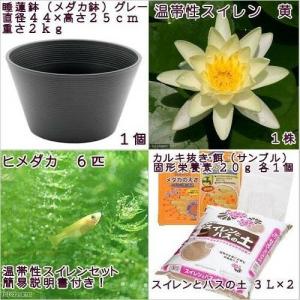 (ビオトープ)(めだか)初心者向け 睡蓮鉢で育...の詳細画像2