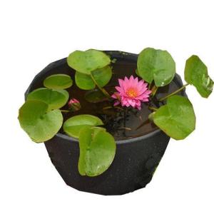 （ビオトープ）（めだか）初心者向け　睡蓮鉢で育てる　メダカ飼育セット（グレー）温帯性スイレン桃＋ひめだか６匹　説明書付　本州四国限定　飼育セット