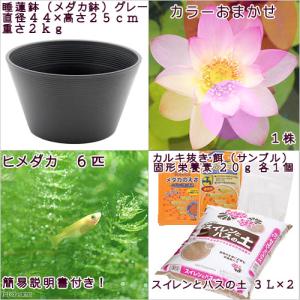 (ビオトープ)(めだか)初心者向け 睡蓮鉢で育...の詳細画像2