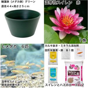 (ビオトープ)(めだか)初心者向け 睡蓮鉢で育...の詳細画像1