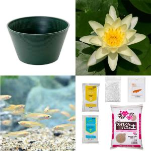 （ビオトープ）（めだか）初心者向け　睡蓮鉢で育てる　メダカ飼育セット（グリーン）温帯性スイレン黄＋ひめだか６匹　説明書付　本州四国限定　飼育セット