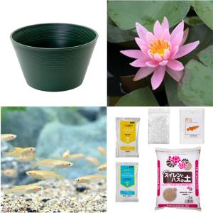 （ビオトープ）（めだか）初心者向け　睡蓮鉢で育てる　メダカ飼育セット（グリーン）温帯性スイレン桃＋ひめだか６匹　説明書付　本州四国限定　飼育セット