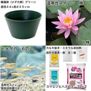 (ビオトープ)(めだか)初心者向け 睡蓮鉢で育...の詳細画像1