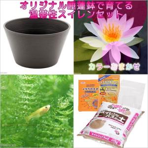 （ビオトープ）（めだか）初心者向け　睡蓮鉢で育てる　メダカ飼育セット（ブラウン）花色おまかせ温帯性スイレン＋ひめだか　説明書付　本州四国限定