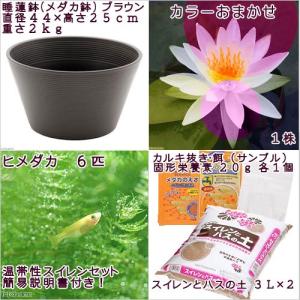 (ビオトープ)(めだか)初心者向け 睡蓮鉢で育...の詳細画像1