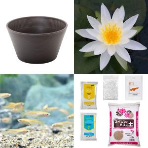 （ビオトープ）（めだか）初心者向け　睡蓮鉢で育てる　メダカ飼育セット（ブラウン）温帯性スイレン白＋ひめだか６匹　説明書付　本州四国限定　飼育セット