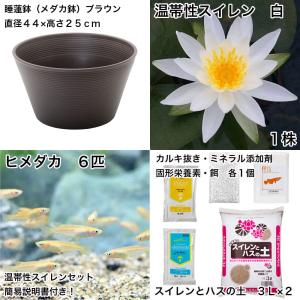 (ビオトープ)(めだか)初心者向け 睡蓮鉢で育...の詳細画像1