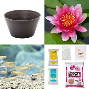 （ビオトープ）（めだか）初心者向け　睡蓮鉢で育てる　メダカ飼育セット（ブラウン）温帯性スイレン赤＋ひめだか６匹　説明書付　本州四国限定　飼育セット