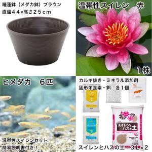 (ビオトープ)(めだか)初心者向け 睡蓮鉢で育...の詳細画像1