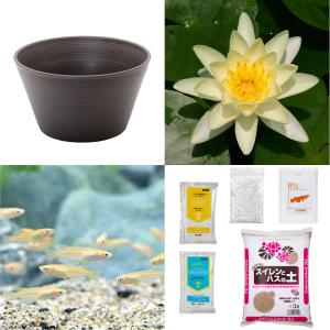 （ビオトープ）（めだか）初心者向け　睡蓮鉢で育てる　メダカ飼育セット（ブラウン）温帯性スイレン黄＋ひめだか６匹　説明書付　本州四国限定