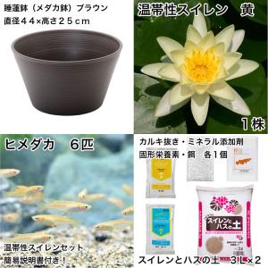 (ビオトープ)(めだか)初心者向け 睡蓮鉢で育...の詳細画像1