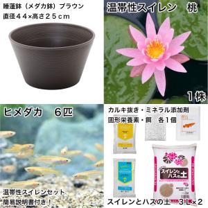 (ビオトープ)(めだか)初心者向け 睡蓮鉢で育...の詳細画像1