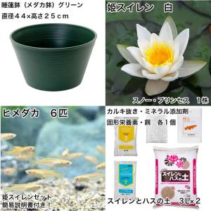 (ビオトープ)(めだか)初心者向け 睡蓮鉢で育...の詳細画像1