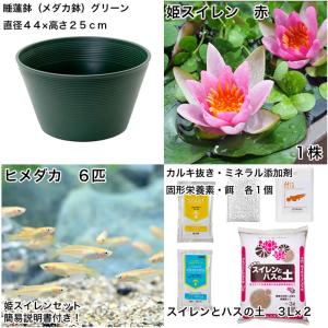 (ビオトープ)(めだか)初心者向け 睡蓮鉢で育...の詳細画像1