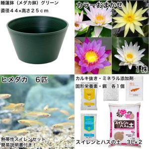 (ビオトープ)(めだか)初心者向け 睡蓮鉢で育...の詳細画像1