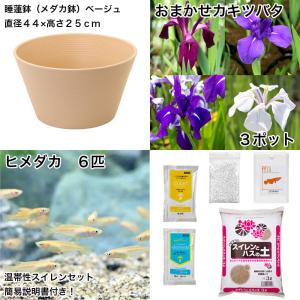(ビオトープ)(めだか)初心者向け 睡蓮鉢で育...の詳細画像1