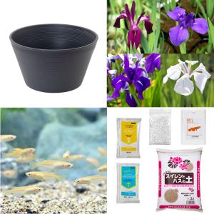 （ビオトープ）初心者向け　睡蓮鉢で育てる　メダカ飼育セット（グレー）カキツバタ＋ひめだか６匹　本州四国限定　飼育セット　レイアウト　メダカセット