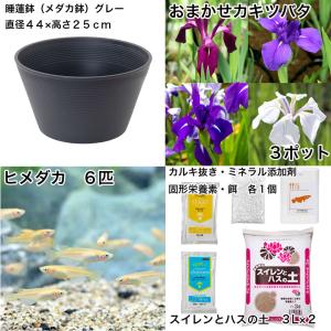 (ビオトープ)初心者向け 睡蓮鉢で育てる メダ...の詳細画像1