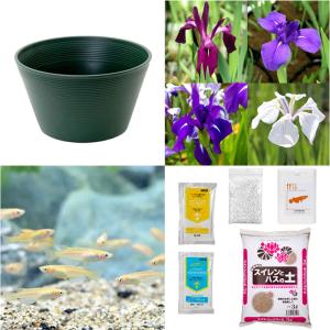 （ビオトープ）初心者向け　睡蓮鉢で育てる　メダカ飼育セット（グリーン）カキツバタ＋ひめだか６匹　本州四国限定　飼育セット　レイアウト　メダカセット