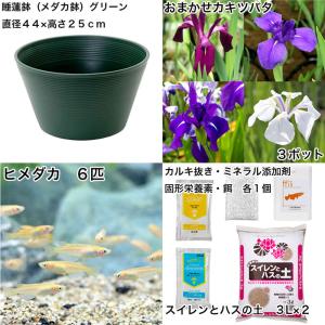 (ビオトープ)初心者向け 睡蓮鉢で育てる メダ...の詳細画像1