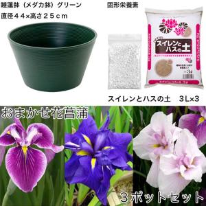 (ビオトープ)初心者向け プロが考えた睡蓮鉢で...の詳細画像1